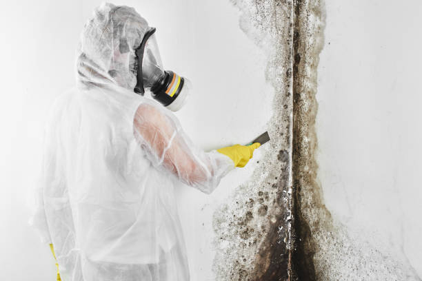 Best Basement Mold Remediation in Seneca, MO