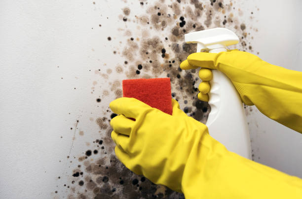Best Mold Testing and Inspection Services in Seneca, MO
