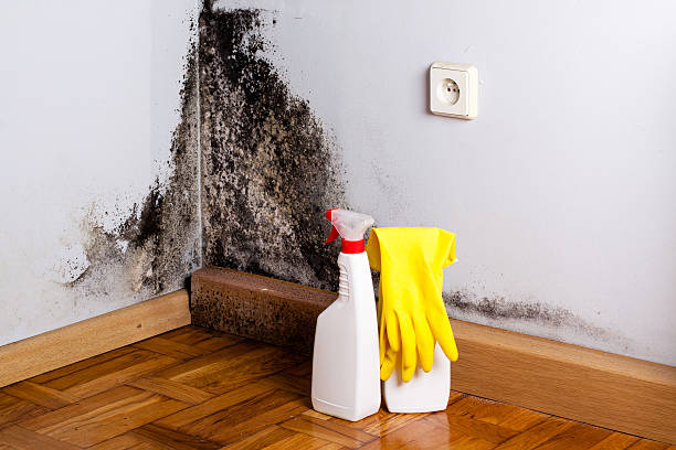 Best Post-Flood Mold Remediation in Seneca, MO